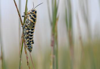 Pasture Grasshoppers
