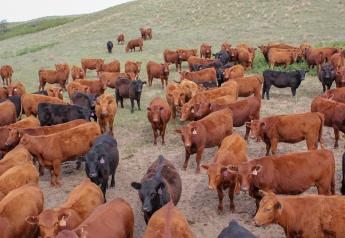 Peel: A Dearth of Beef Replacement Heifers