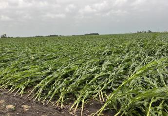 Double-Edged Sword: Did Rains from Derecho Save Illinois Corn and Soybeans?
