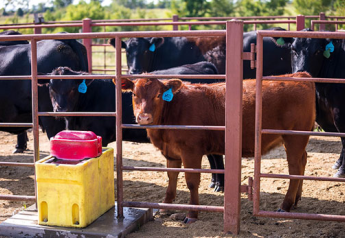 Prevention of Respiratory Disease in Feedlot-Bound Cattle Pays