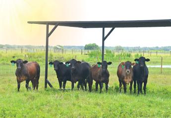 Recognize the Signs to Keep Cattle Cool