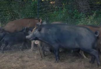 A Sport Utility Vehicle for Disease: Wild Pigs Wreak Havoc in Louisiana