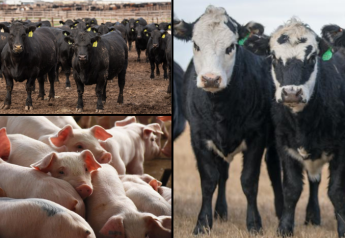 What is Livestock Risk Protection (LRP)?