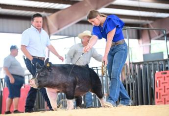 ‘Girl on Fire’ Sells Pig for $111,000 in Parker County Livestock Auction