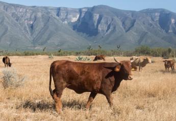 Cattle Imports from Mexico