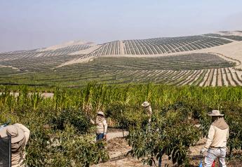 Ample supply and lower prices reported for 2023 Peruvian avocado crop
