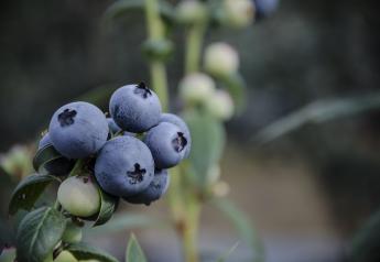 Naturipe expects stellar Michigan blueberry crop