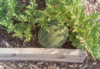 Texas watermelon harvest bouncing back from a rough 2022 