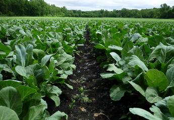 Ohio growers say dry conditions helping vegetable quality