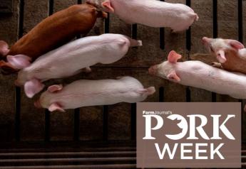 Cash Weaner Pig Prices Average $10.28, Up $0.25 Last Week