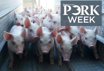 Cash Feeder Pig Prices Average $41.20, Down $2.98 Last Week