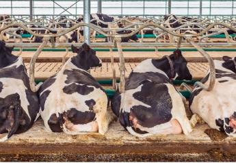 Improving Cow Comfort by Focusing on Cow Time Management	