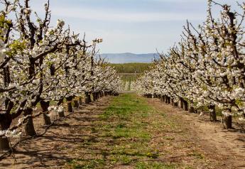 Report: Fruit and nut production to show mixed trends