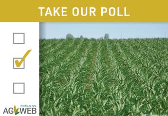 Take Our Poll: How Optimistic Are You About Your Corn Yields 