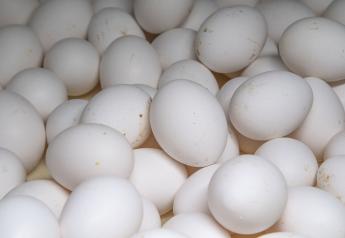 Former Tyson Foods Chicken Farmers Face High Costs Switching to Eggs