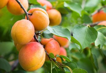 USDA terminates Washington apricot marketing order
