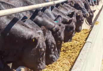 Markets: Cash Cattle Finish 2023 Moving Higher
