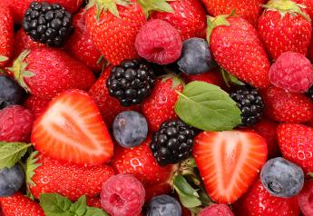 Organic berry sales remain strong