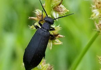 Blister Beetles in Hay Are a Danger for Livestock