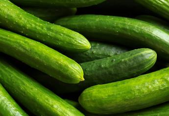 Fresh Trends 2023: Purchase frequency rises for cucumbers