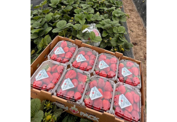 ​​​​​​​Gem-Pack Berries looking good for summer berry supply