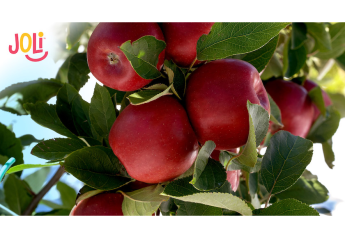 T&G launches premium apple variety