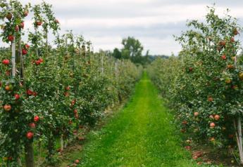 Michigan Apple Committee to launch new website for the 2023 crop year