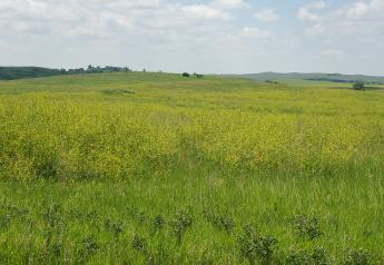 Sweet Clover an Excellent Forage With the Right Precautions