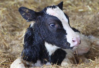 Calf-Raising Success is All in the Details