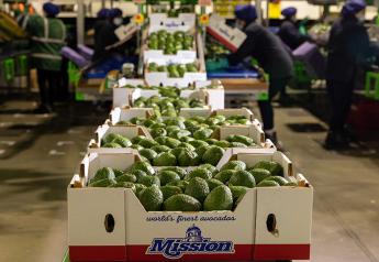 Mission Produce turning to Peruvian avocados to bridge Mexico transition
