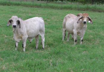 Eating Tendencies of Brahman Steers Can Affect Meat Tenderness