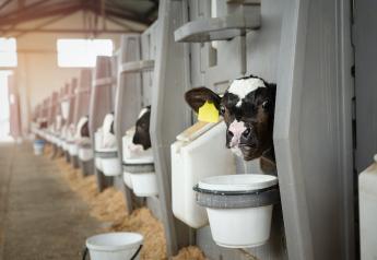 The Evolution of Dairy Calf Nutrition 