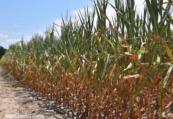 Corn, soybean and spring wheat CCI ratings deteriorate