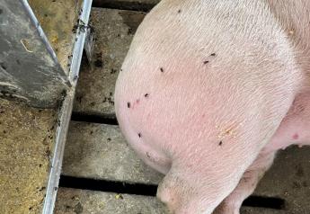 Small Pests, Bigger Threats: Flies and Gnats Spread Swine Rotaviruses and Sapovirus