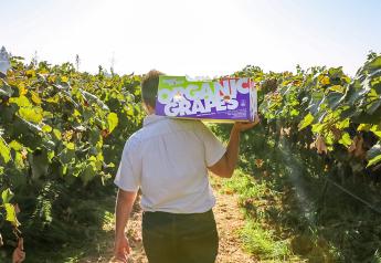 Fruit World kicks off organic grape program