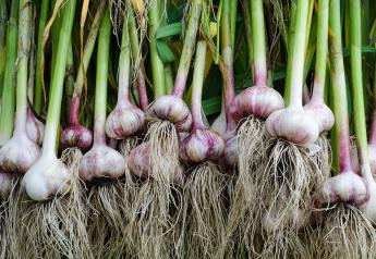 Garlic market conditions finally favorable for domestic growers 