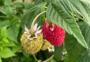 Don't overlook the consumer appeal of raspberries, blackberries