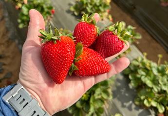Strawberries ramp up after slow start