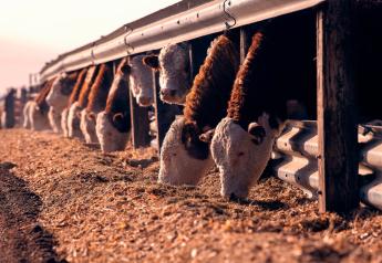 Four Facilities Tips to Help Minimize the Impact of Flies on Cattle 