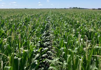 Cluster Corn? Kansas Farmer Grows Triple-Row, Staggered Crop