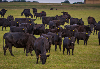 Genomic Prediction Tool Can Help Select Best-in-Class Commercial Cattle