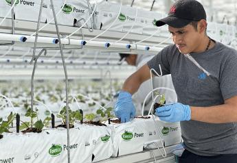 Nature Fresh Farms introduces organic greenhouse strawberry 