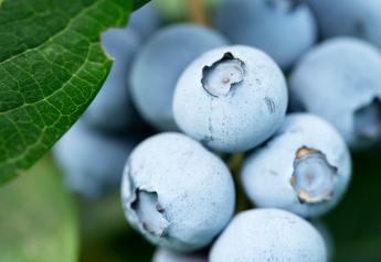 Blueberries abound as summer nears end