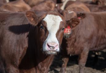 How to Increase Water Access for Feedlot Cattle in Hot Weather