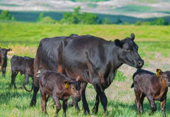 Differences Between High-, Medium-, and Low-Profit Cow-Calf Producers