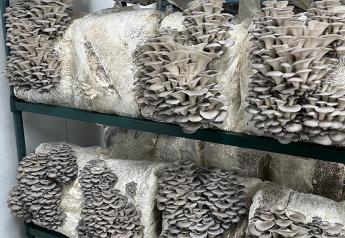 Fungi feats: How Smallhold is banking on sustainably grown mushrooms to captivate shoppers 