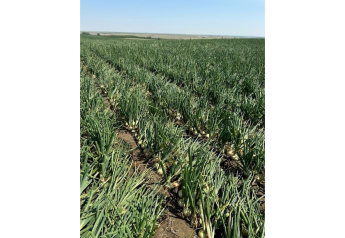 Washington onion crop looking strong for F.C. Bloxom Co.