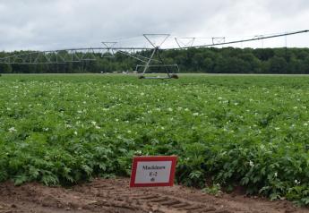 Wisconsin growers weather dry spells, prepare for high-quality potato crop