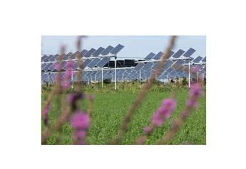 FFAR to invest $1.8M in agrivoltaics — regenerative farming and solar energy   