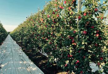 Branded apples are gaining traction with retailers, growers